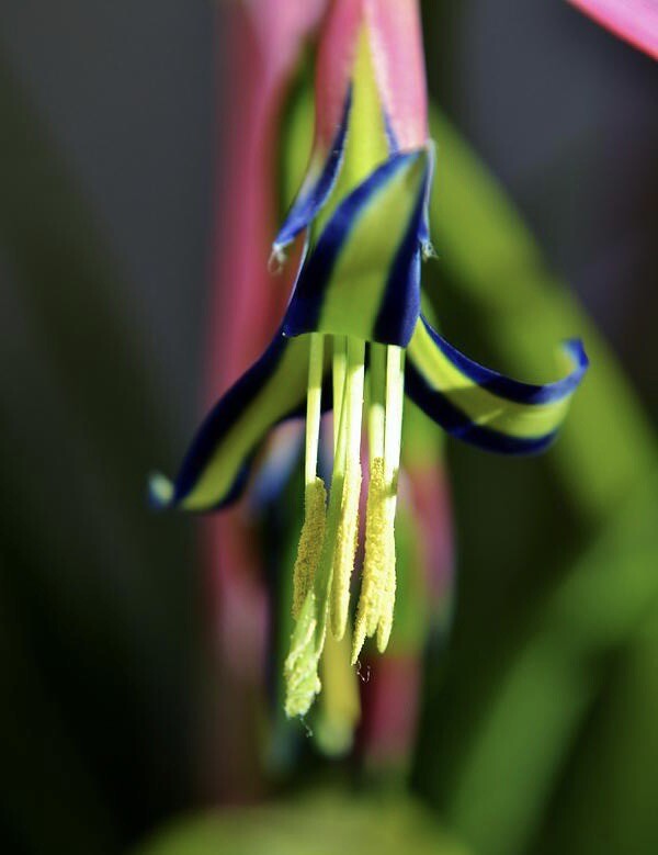 Billbergia Nutans- QueensTears- Bromeliads Friendship Plant Three Rooted Plants