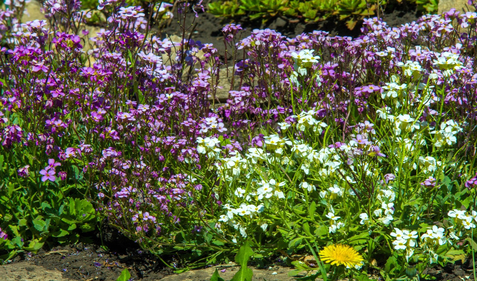 500 MIXED COLORS EVENING SCENTED STOCK Matthiola Bicornis Flower Seeds *Comb S/H