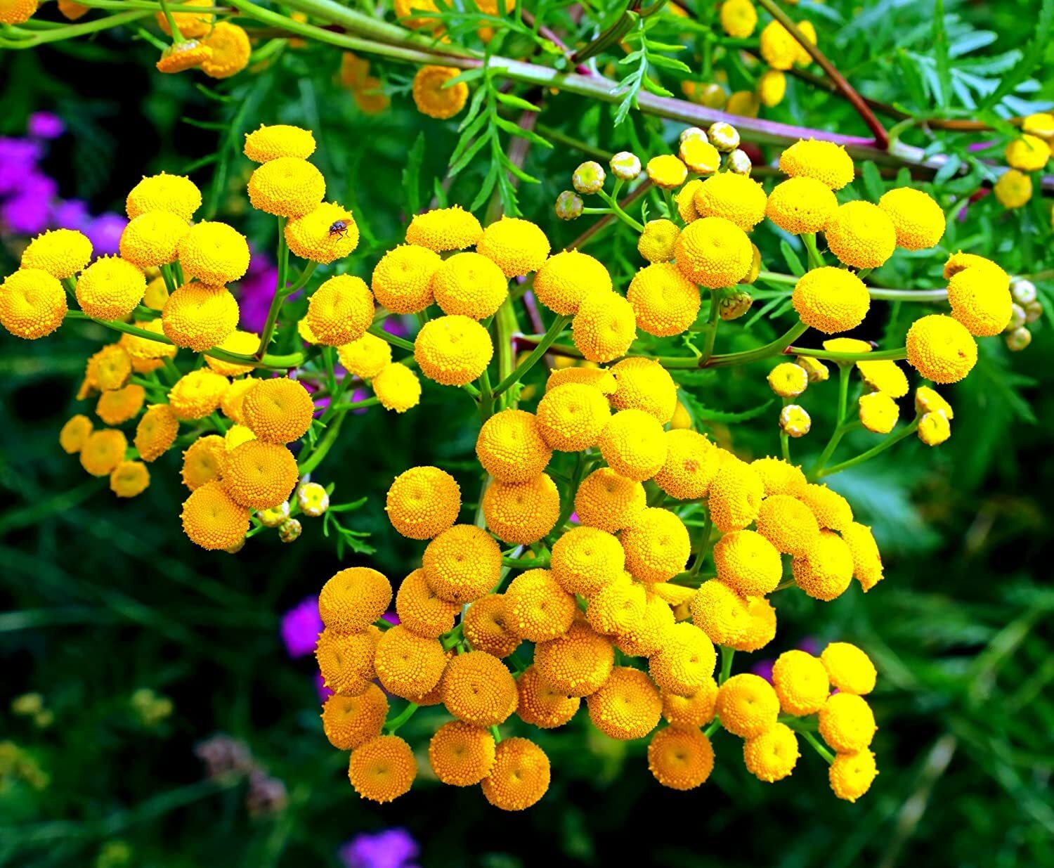 Tansy Herb Seeds for Planting (200 Seeds) – Excellent Cut Flower, Used for Essen