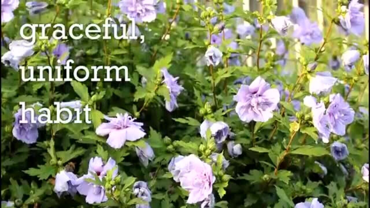 2 Gal. Blue Chiffon Rose of Sharon (Hibiscus) Plant with Blue Flowers