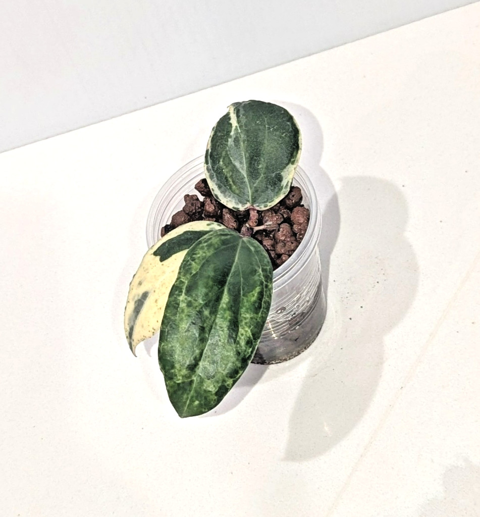 Very Rare Hoya Swiffer’s Nightmare * Collector Hoya Plant #1
