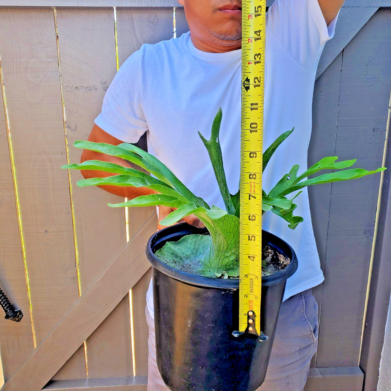 Platycerium Superbum Staghorn fern plant