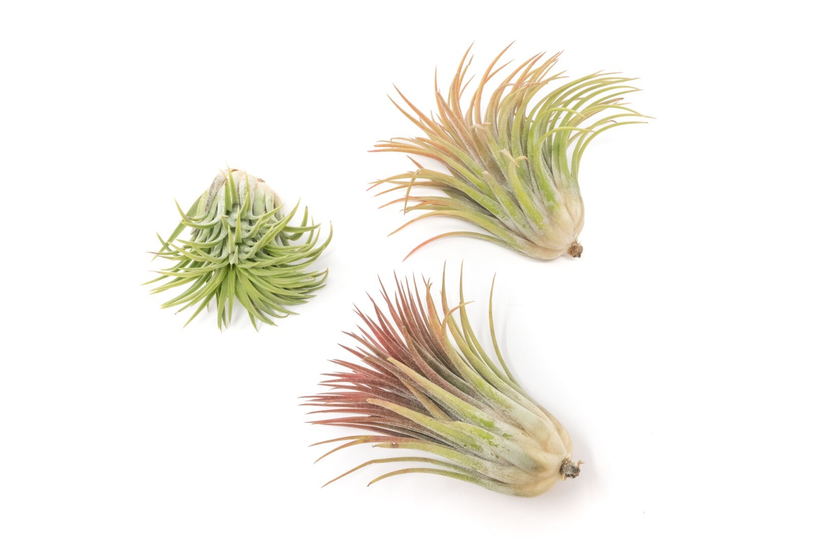 Large Tillandsia Ionantha Rubra Air Plants – Live – Indoor/Outdoor House Decor