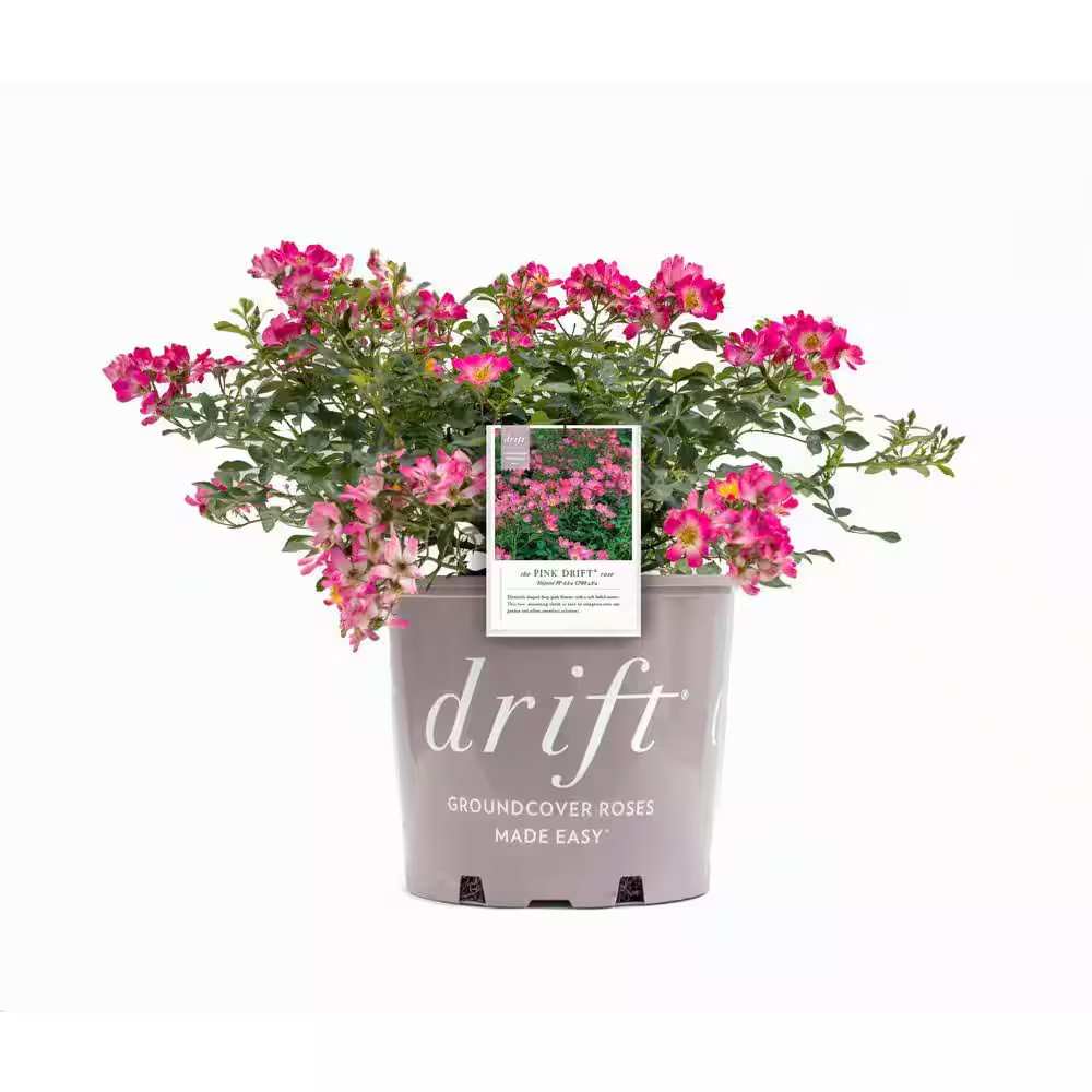 2 Gal. Pink Drift Rose Bush with Pink Flowers