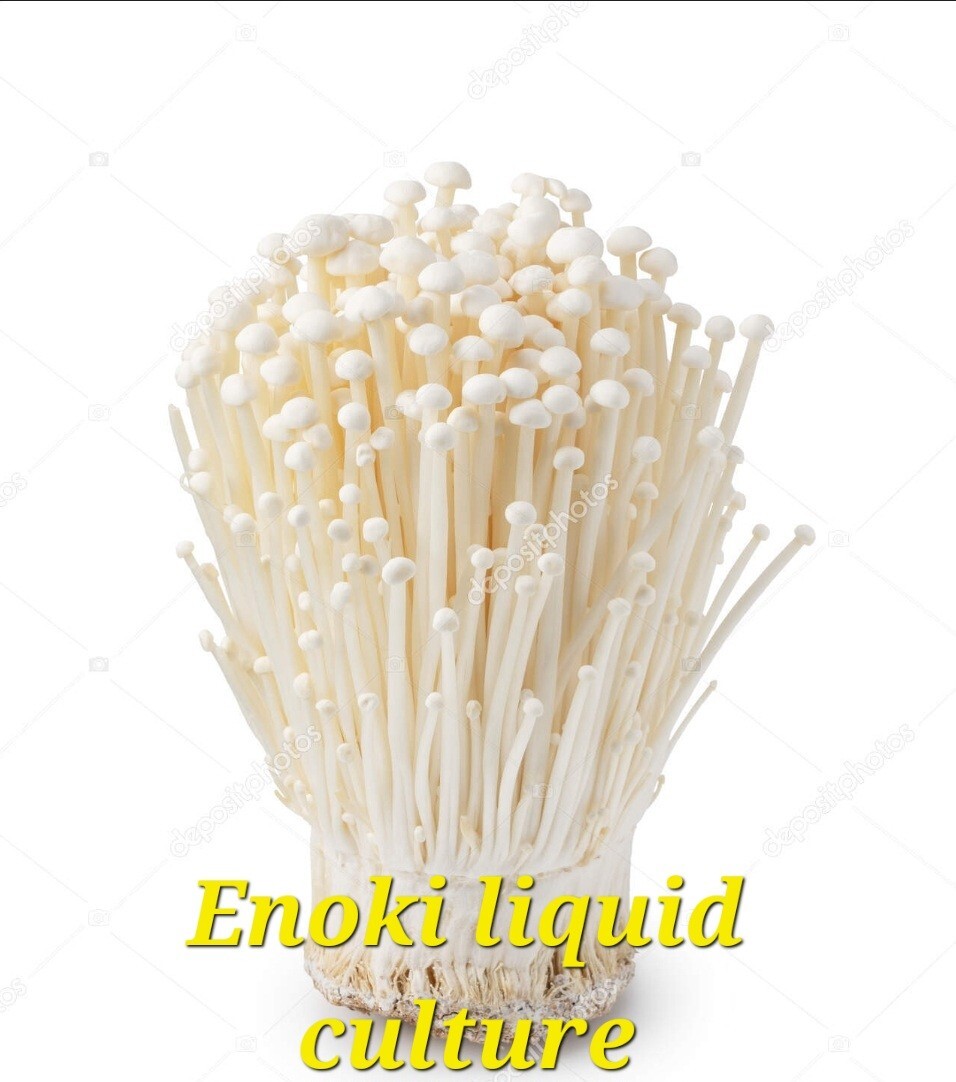 2 For One Enoki Mushroom 10cc Liquid Culture Syringes