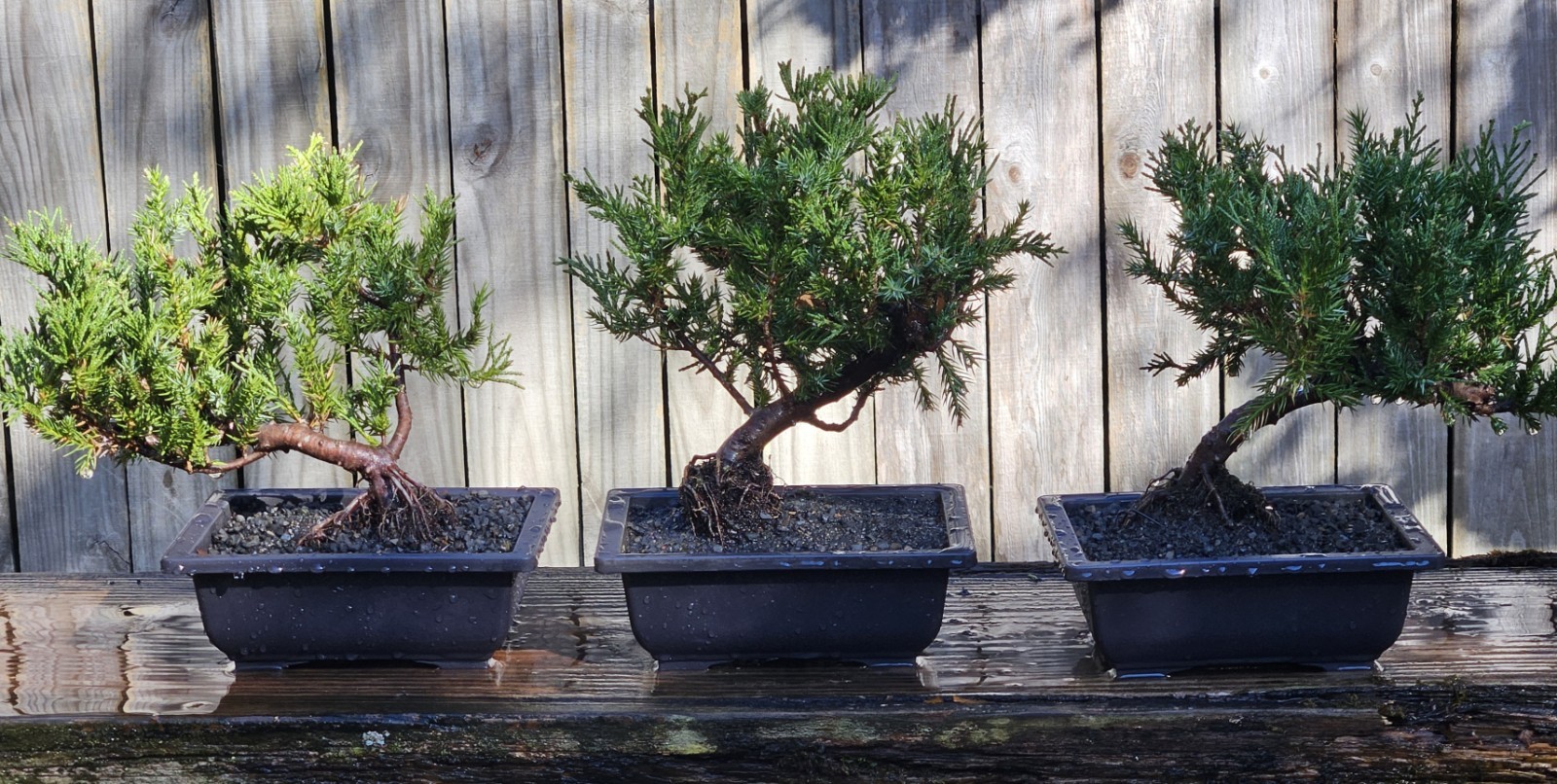 Juniper squamata Expansa Parsonii Bonsai In 6 Inch Black Rectangular Plastic Pot