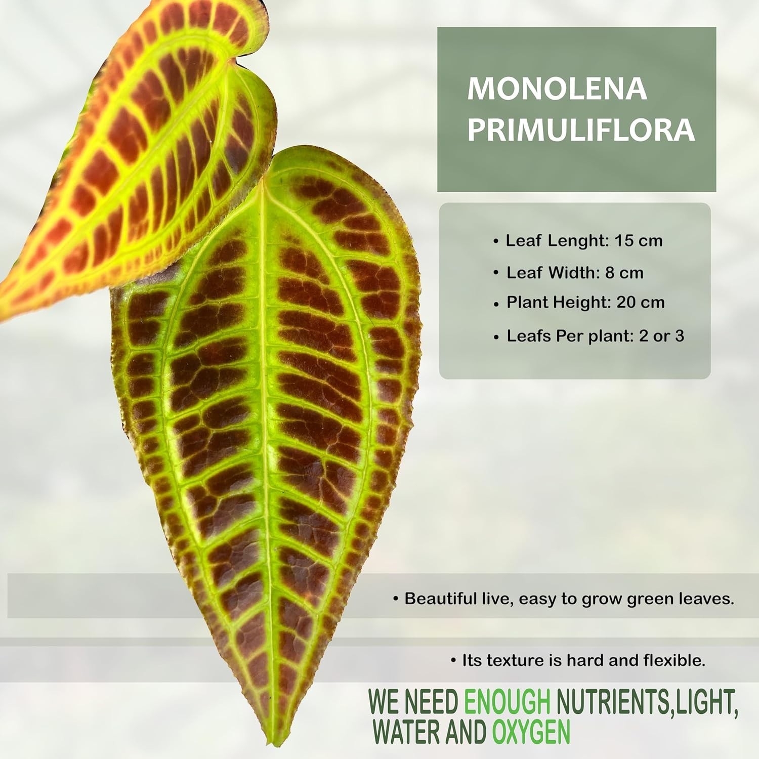 Monolena Primuliflora Live Plant – Rare Exotic Caudiciform Plant