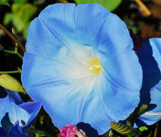 MORNING GLORY HEAVENLY BLUE Ipomoea Tricolor – 1,200 Untreated Seeds