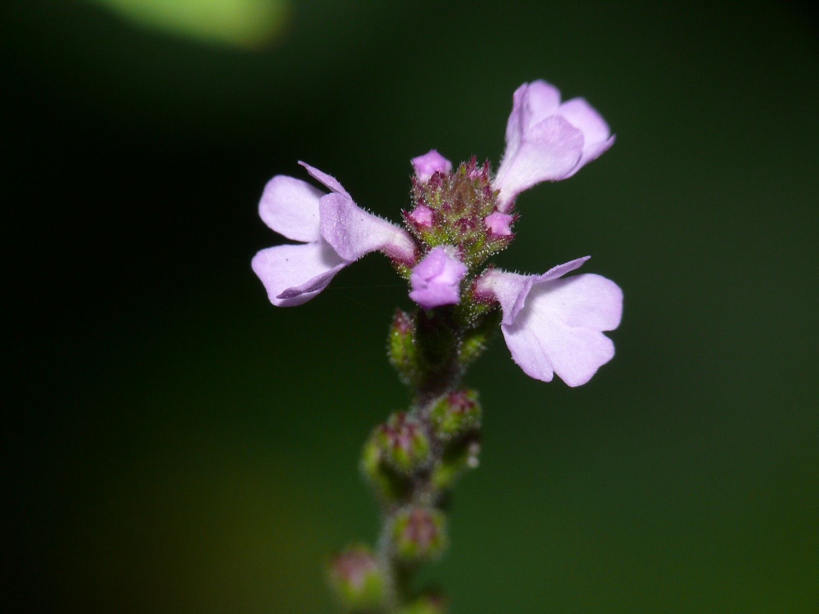 100 True Vervain Seeds – Verbena officinalis – Medicinal Herb and Lovely Flower!