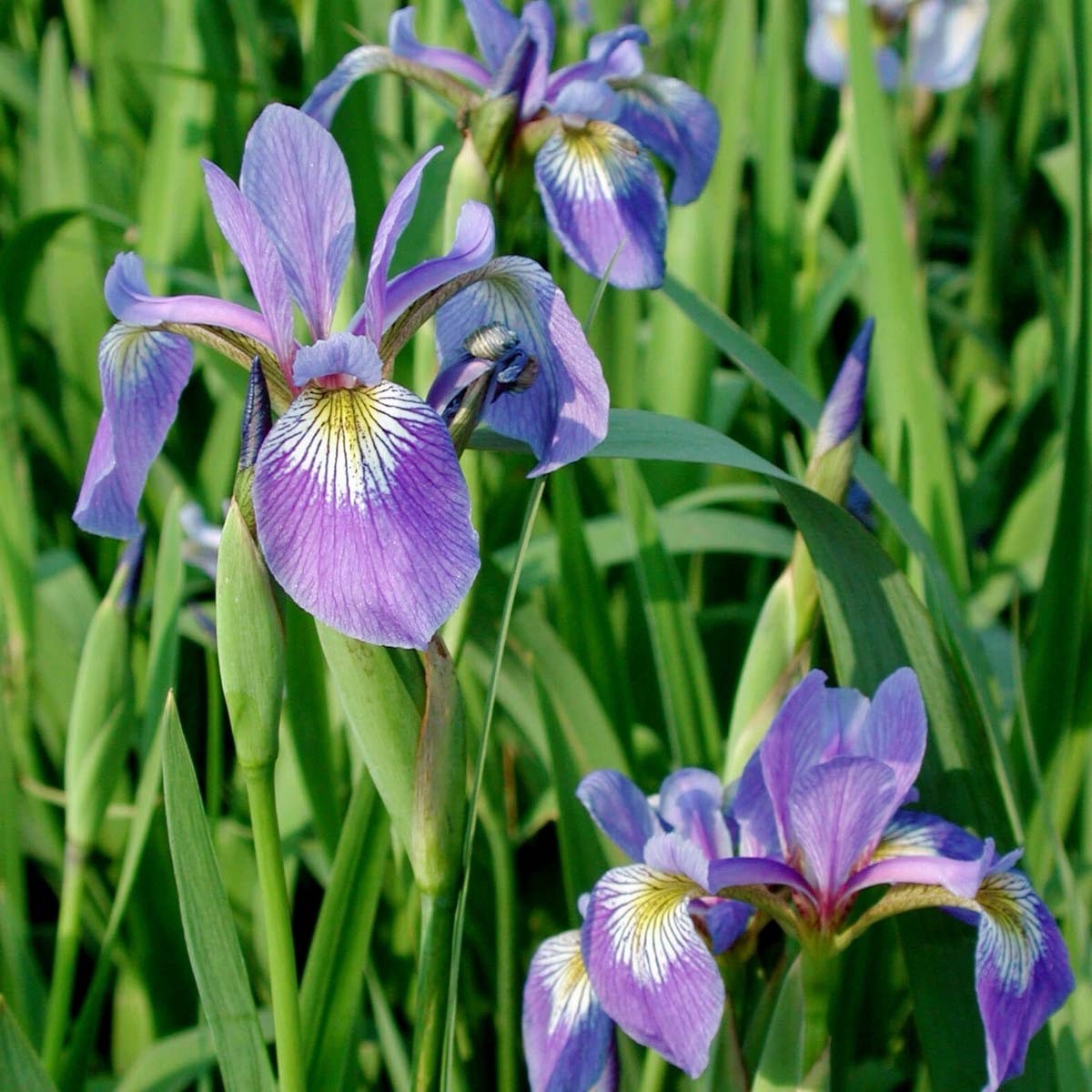 Louisiana Blue Flag Iris / Aquatic Hardy Marginal Pond /1 Plant &Free Bog Plant