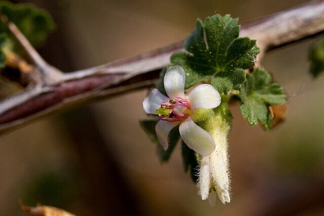 Ribes leptanthum | Slender-Stem Gooseberry | 10 Seeds