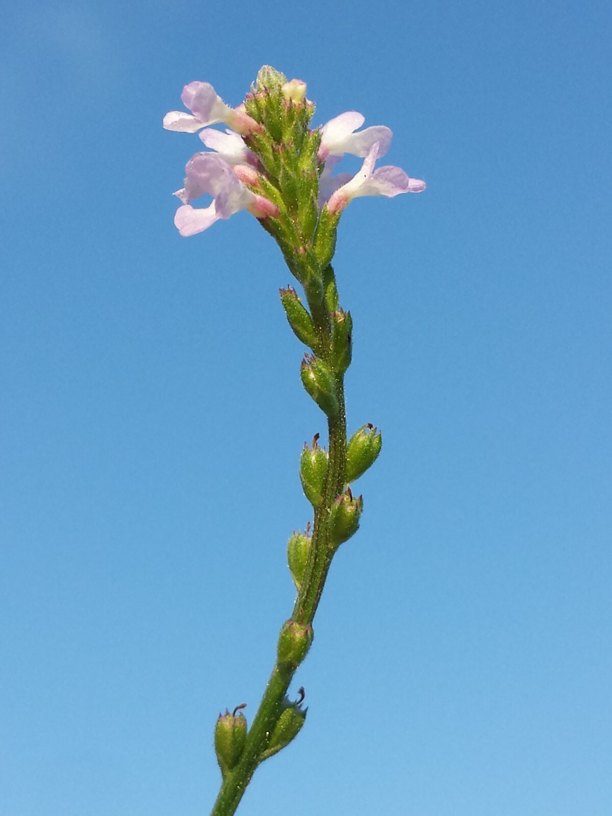 100 True Vervain Seeds – Verbena officinalis – Medicinal Herb and Lovely Flower!
