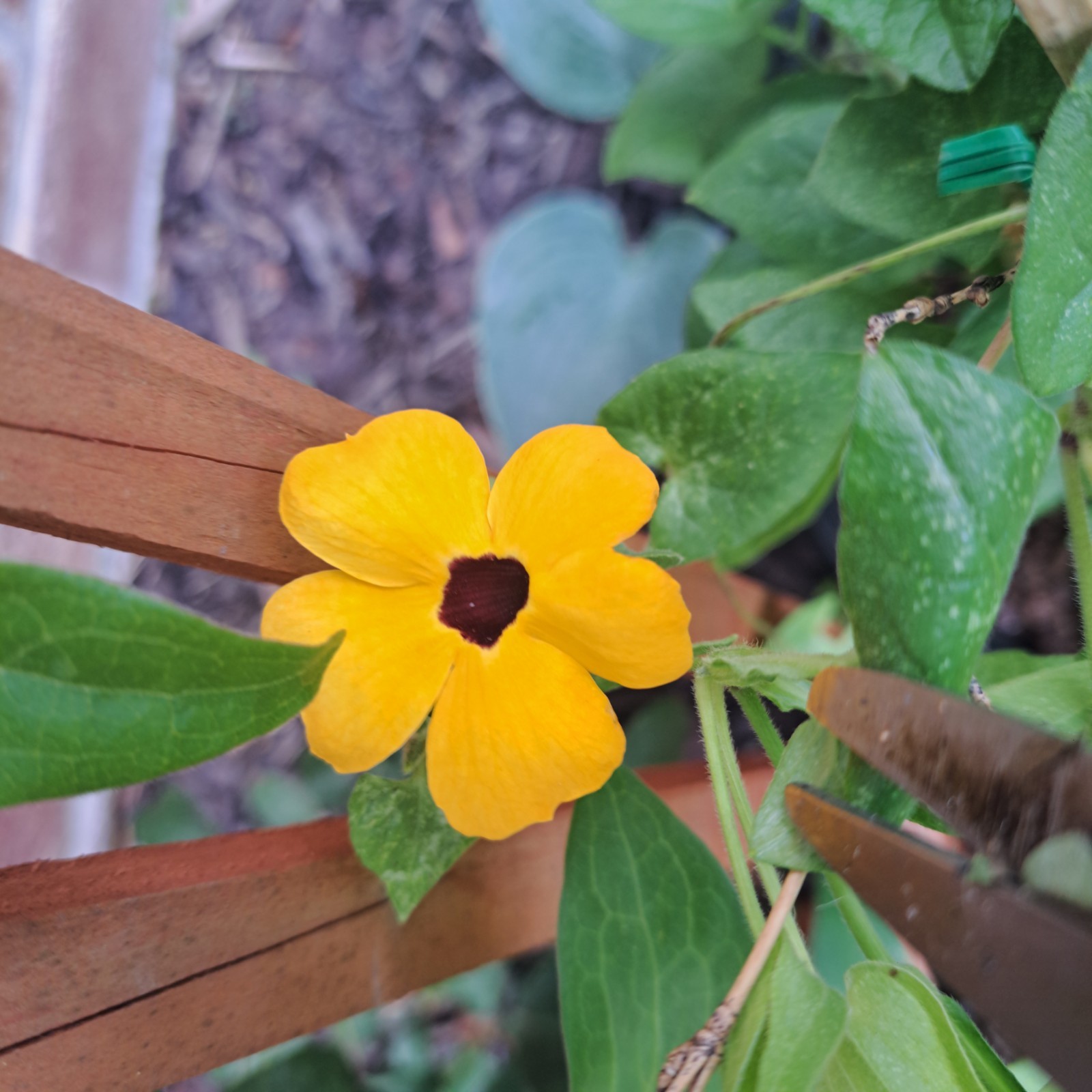 Black-eyed Susan Vine, Total 2 Bare Roots In BOGO