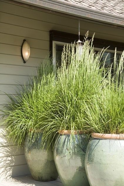 50 Live USA Grown Lemongrass Stalks Pest Deterrent Citrus Scent Outdoors