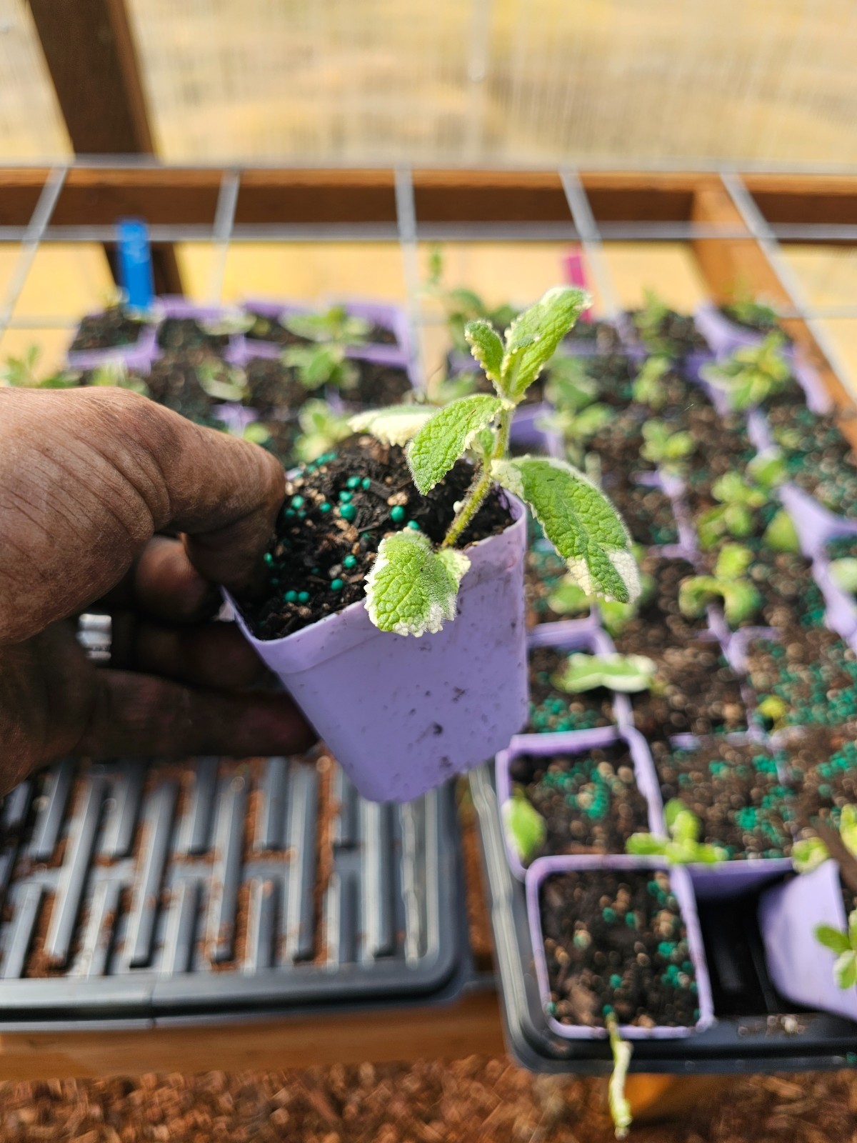 2-PACK small PINEAPPLE MINT EDIBLE TREE PLANT bush IN 3″ pot