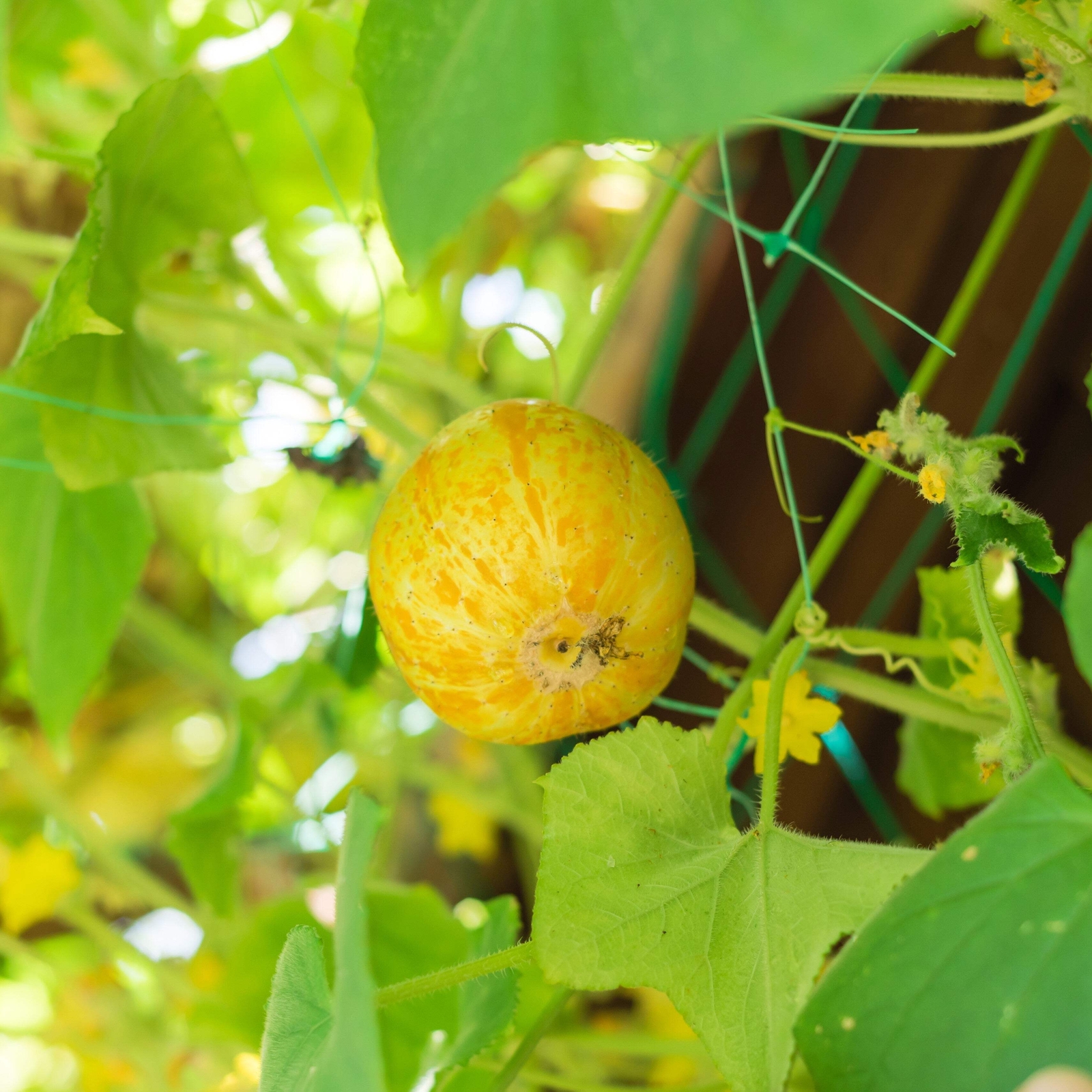 100 LEMON CUCUMBER Cucumis Sativus Fruit Vegetable Seeds *Combined S/H