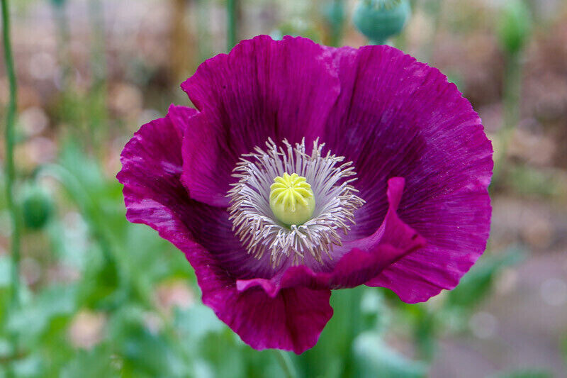 85,000 – 1 Ounce | Lauren’s Grape P. Somniferum Poppy Seeds – Fresh Bulk Seeds