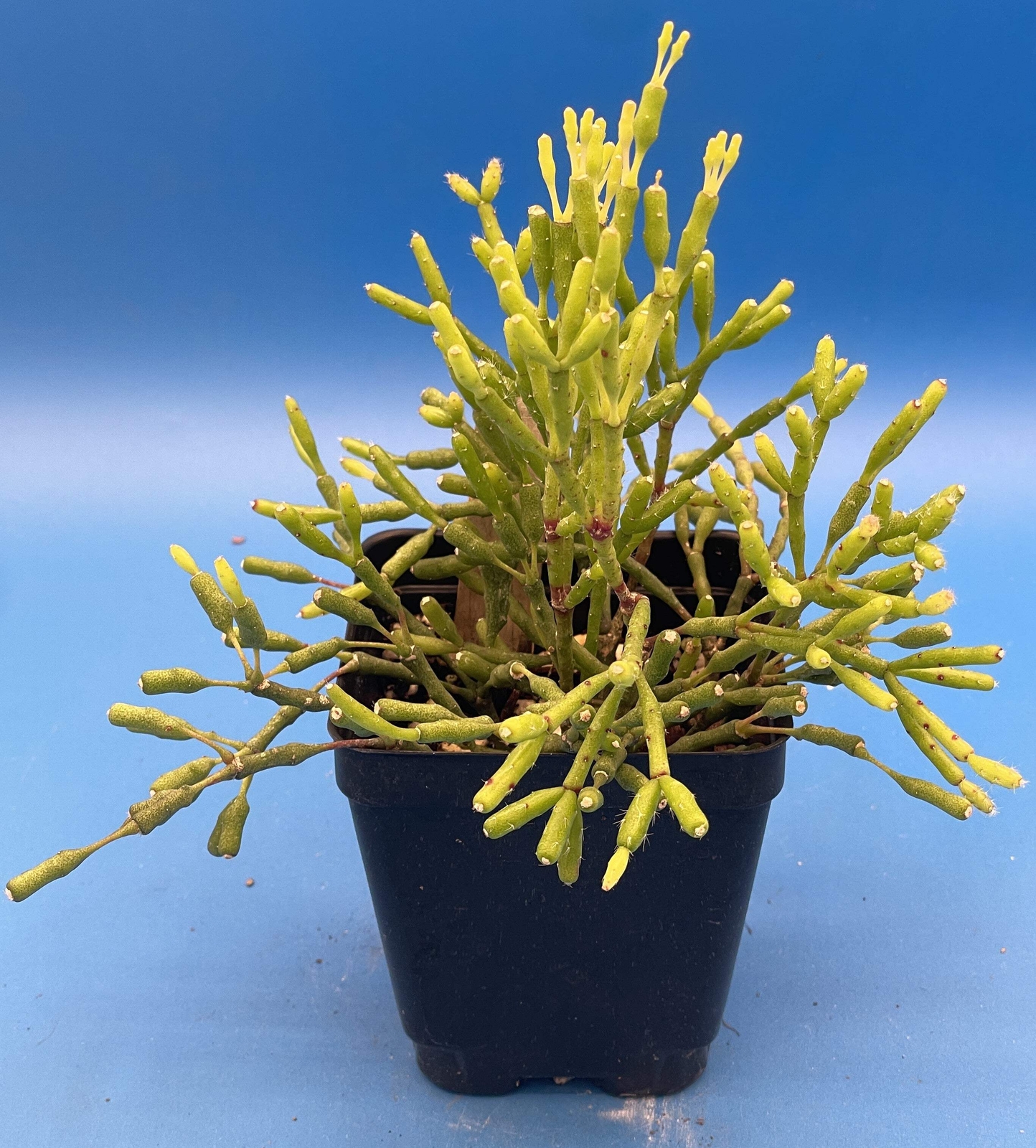 Hatiora Salicornioides Dancing Bones Ready For Hanging Basket – Ship In 3.5″ Pot