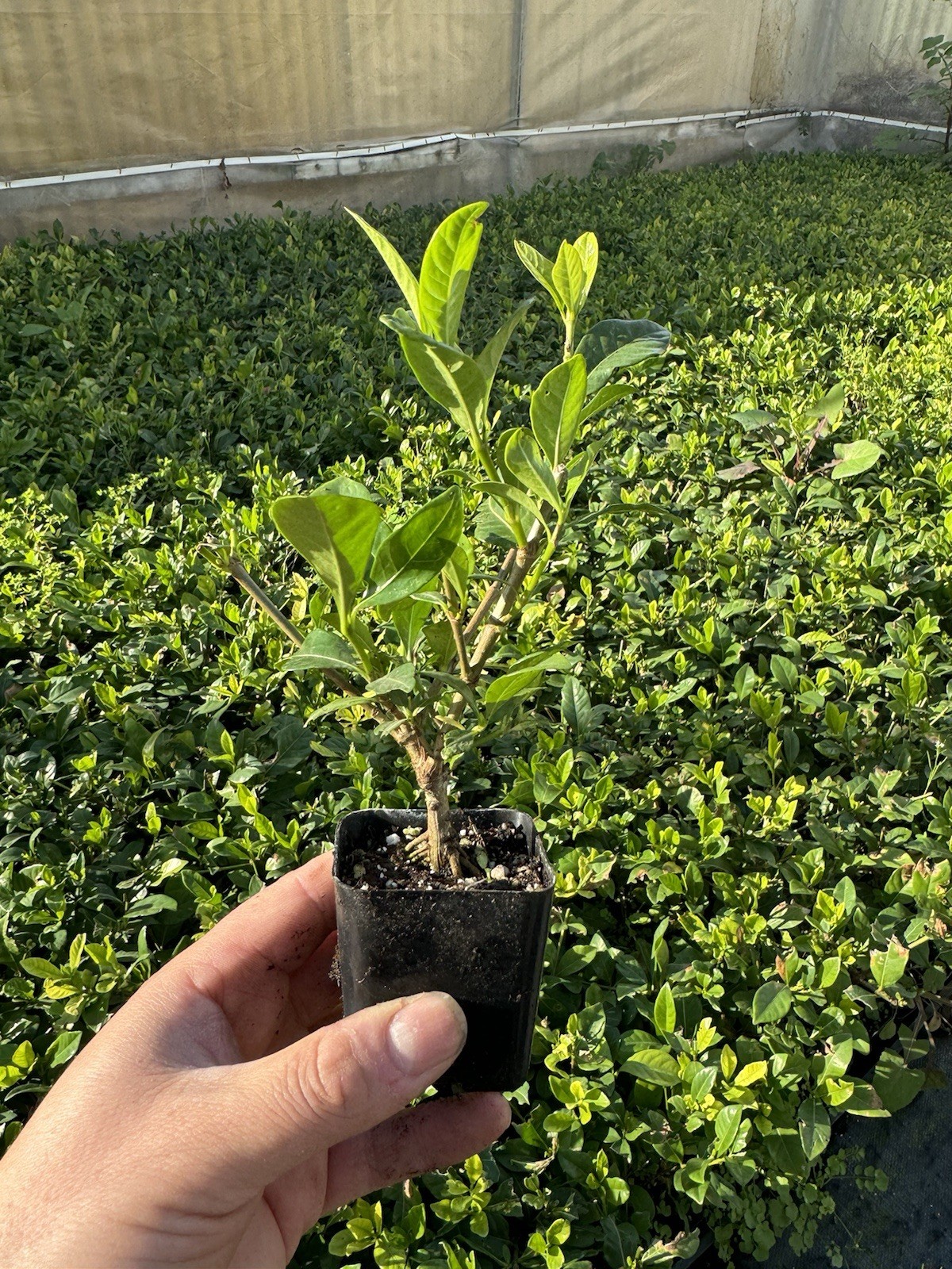 🌿 Everblooming Gardenia Veitchii Shrub – Fragrant Evergreen Garden Plant 🌸
