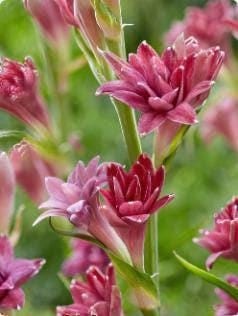 LOVE Double Polianthes Tuberose Bulbs – US Seller