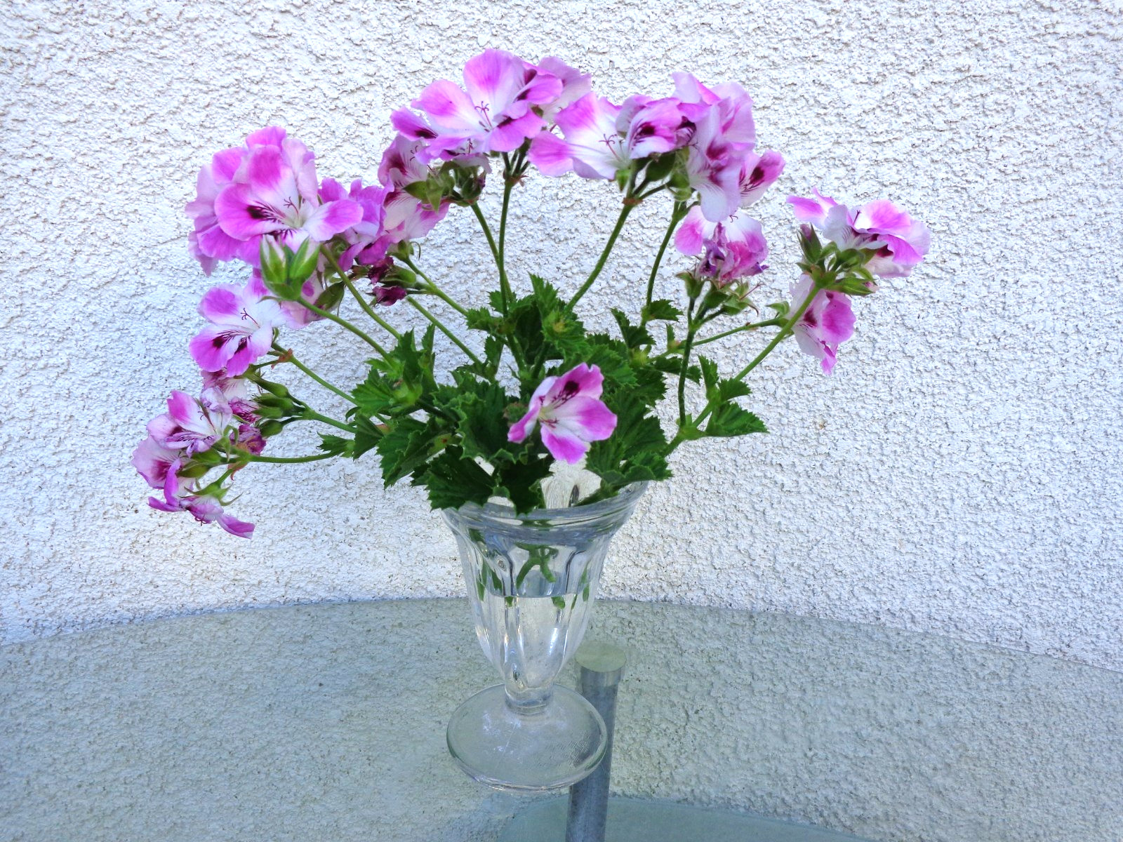 STUNNING PURPLE & WHITE PELARGONIUM FANCY REGAL GERANIUM 2 X 6″ PLANT CUTTINGS