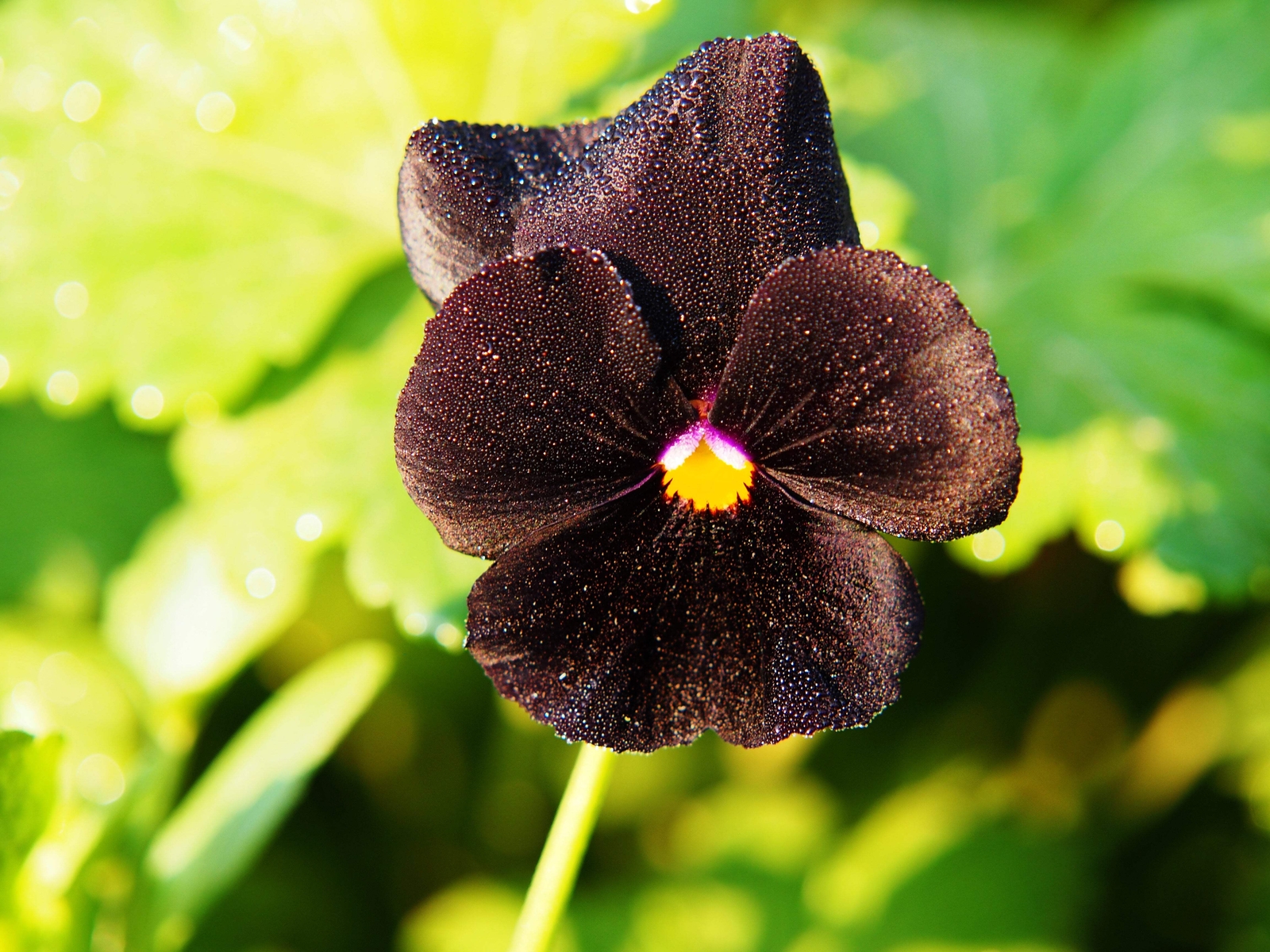 50 BLACK PANSY Clear Crystals Viola Wittrockiana Flower Seeds *Comb S/H