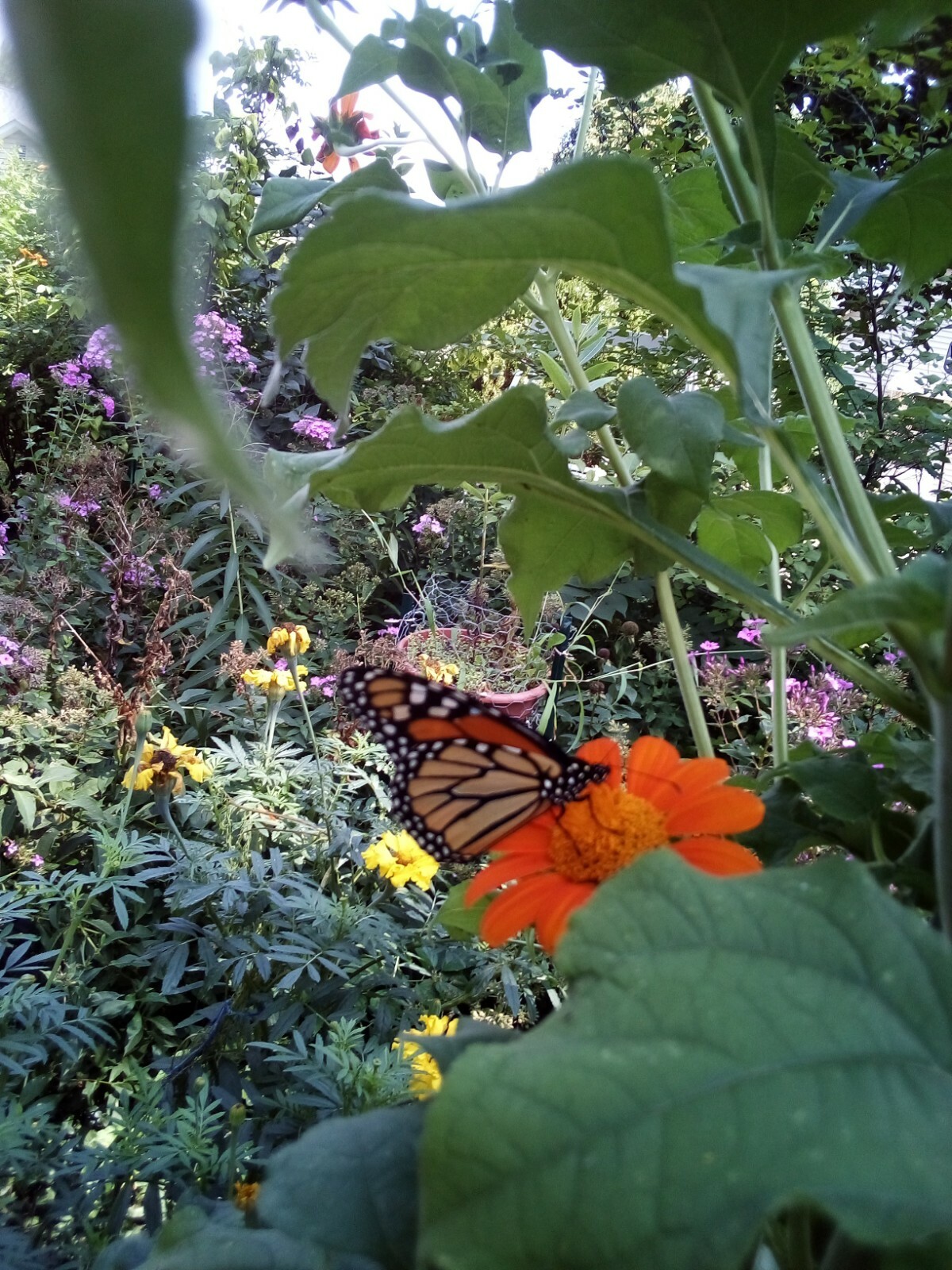 30 SEEDS MEXICAN SUNFLOWER TORCH TITHONIA SPECIOSA