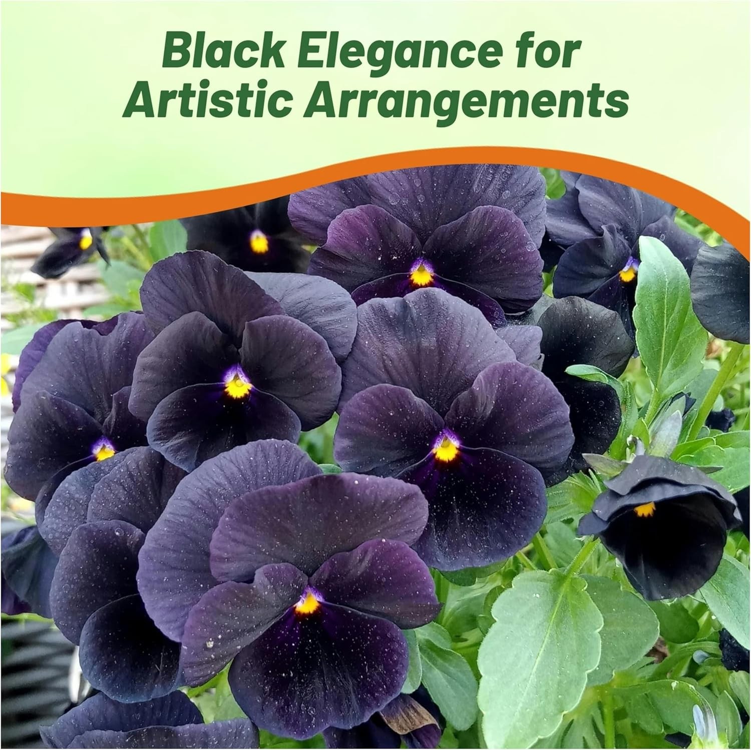 2000 Seeds Black Viola Pansy Seeds For Planting – Wittrockiana Clear