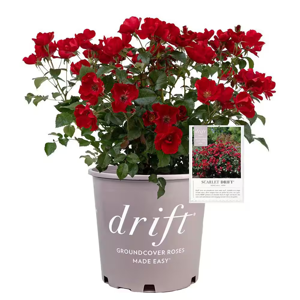 2 Gal. Scarlet Rose Plant with Red Flowers