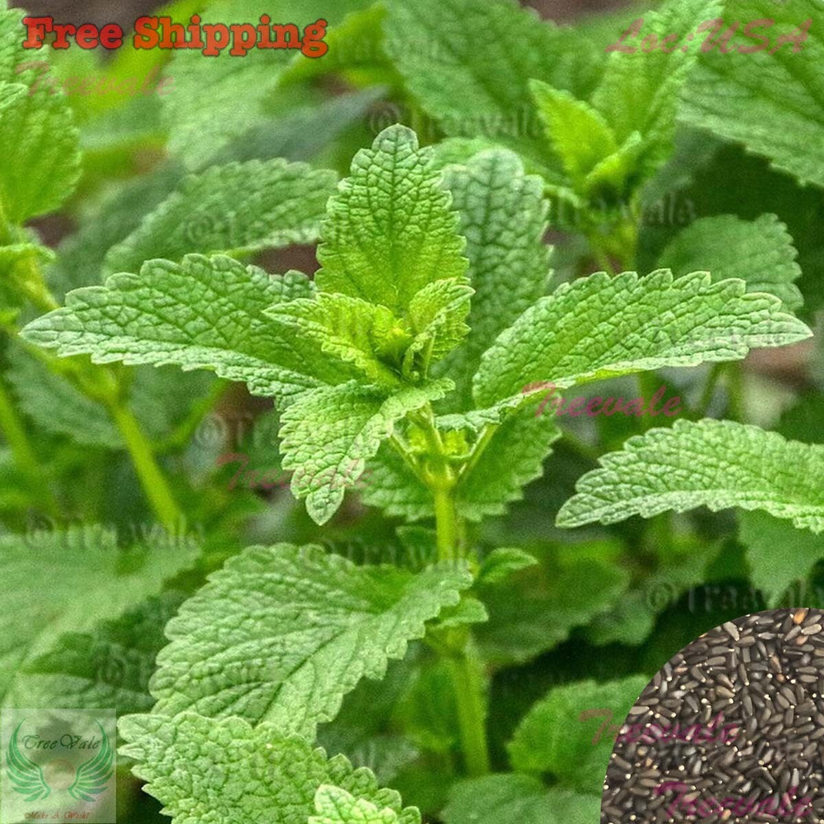 Lemon Balm Seeds – Melissa officinalis – Honey Plant Herb | NON-GMO