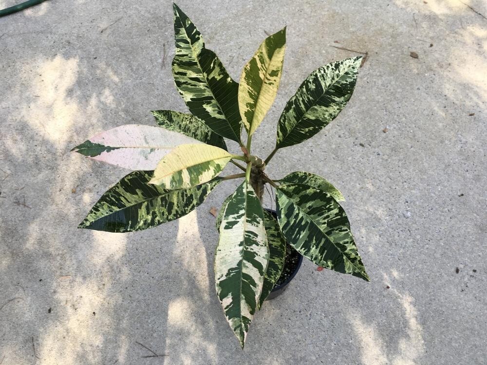Red Blooming Variegated Leaf Plumeria rubra Frangipani Plant – ROOTED & GRAFTED