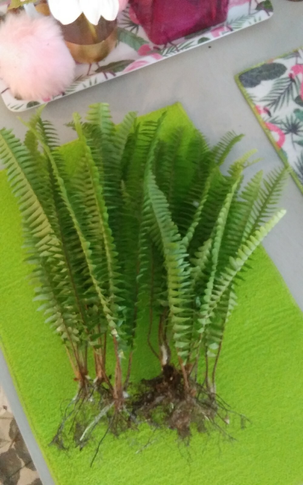 15 Rooted Live Boston Fern Plants Tropical Garden Organic Sheady Place Evergreen
