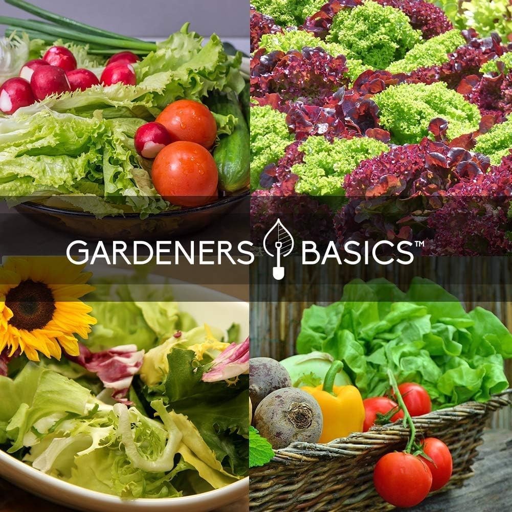 High-Germination Rate Heirloom Greens Seed Pack – Ideal for Garden Enthusiasts