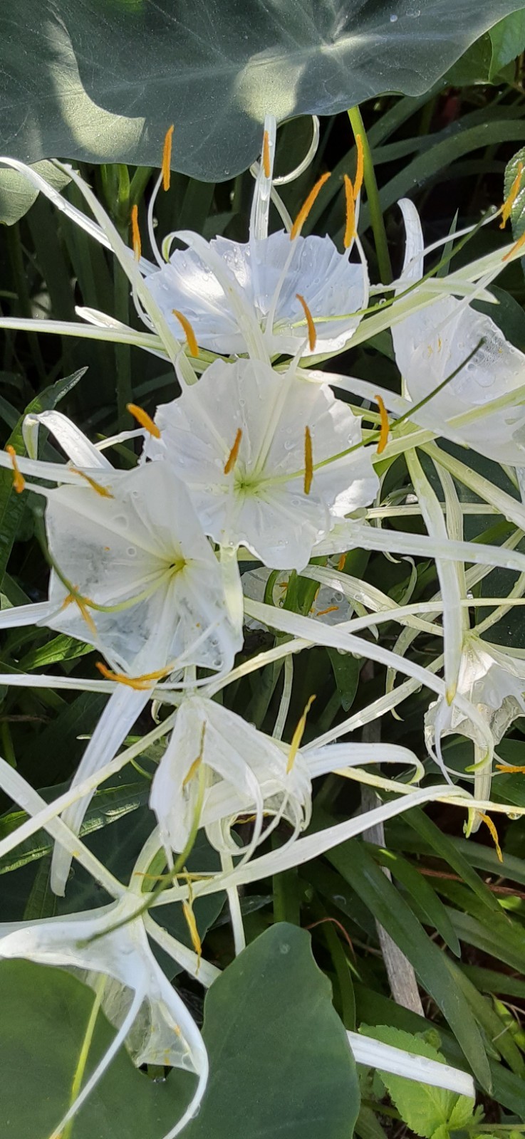 1 Swamp Spider Lily Live Starter Plant- READ LISTING