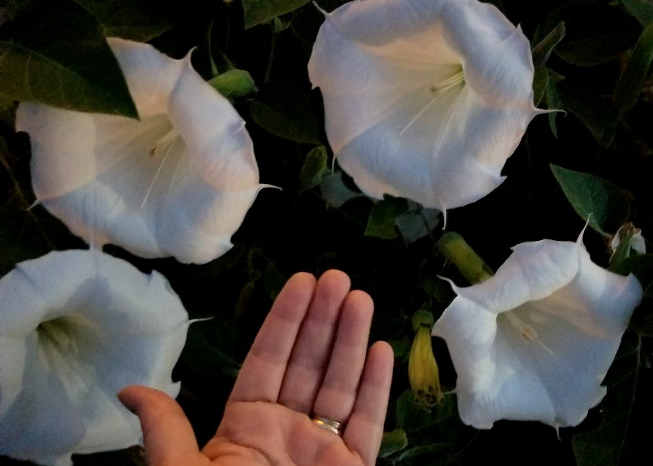 USA Datura inoxia Moon flowers Parent plant is 63 years old. 75+ fresh seeds