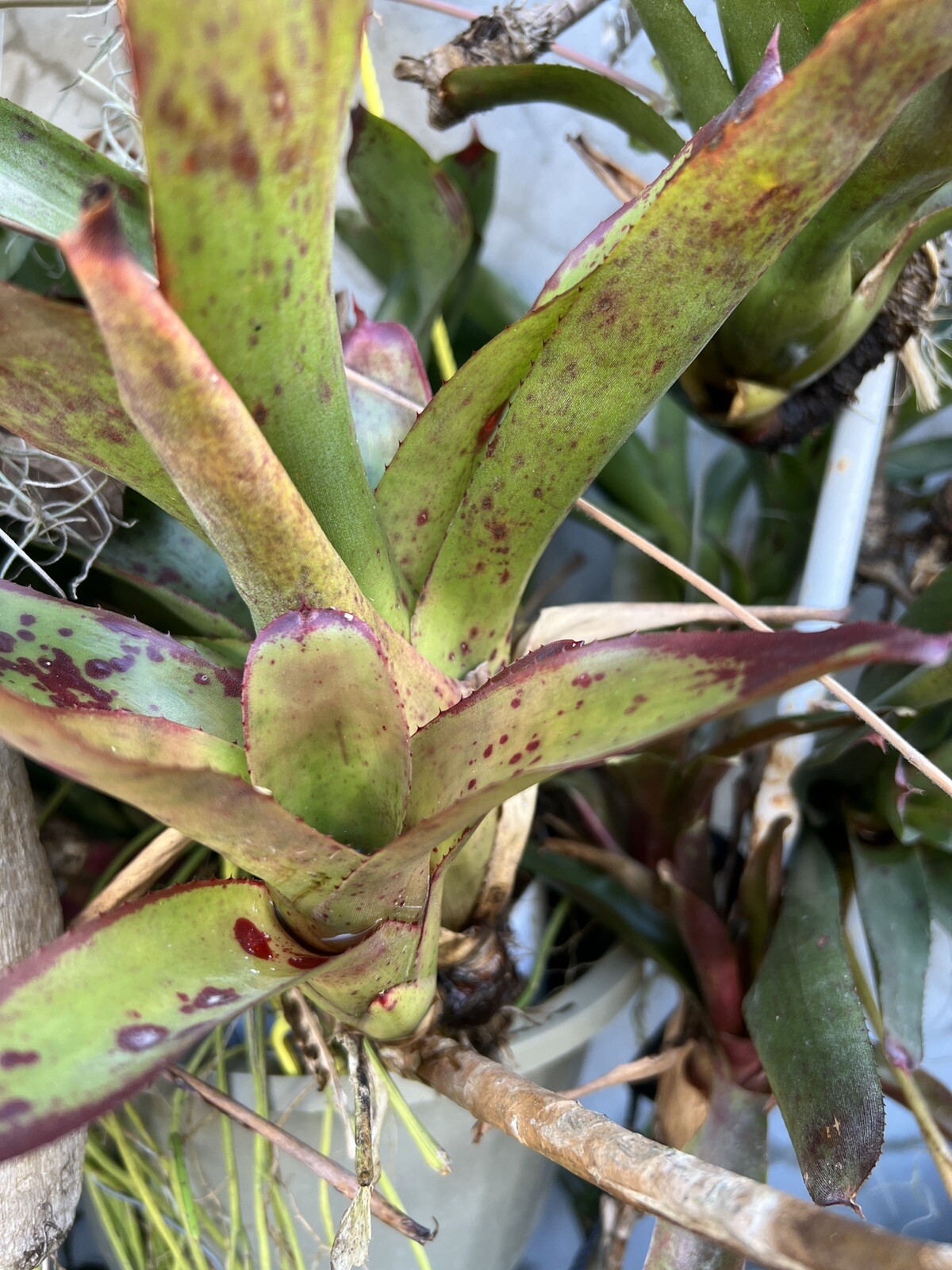 Exotic LANDSCAPE 2 Pups Bromeliad purple green colorful -unbranded-