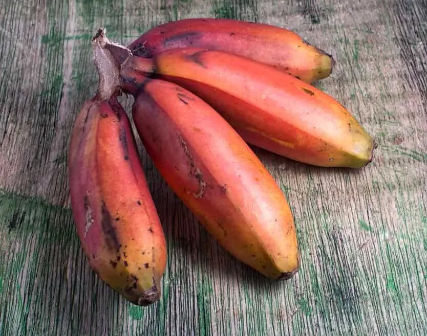 Cuban Red Banana Plant – Live Plant – AKA Red Dacca