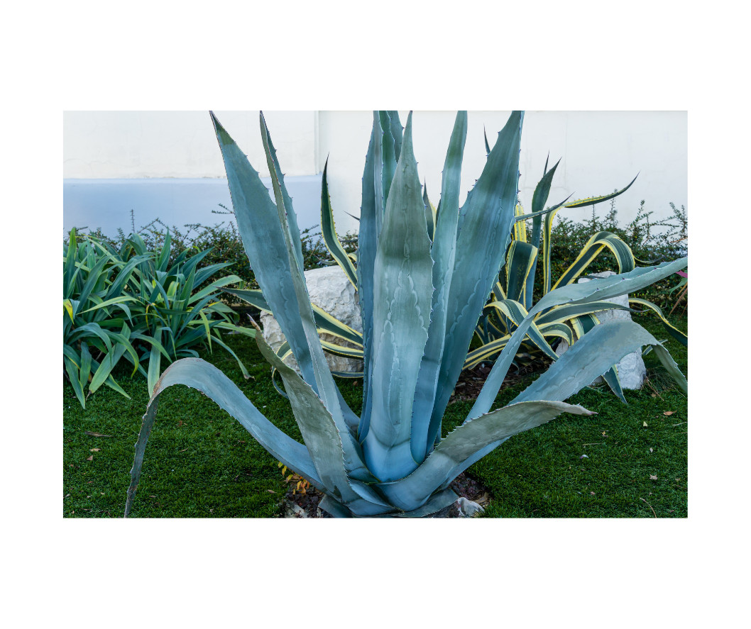 Blue Agave Tequilana