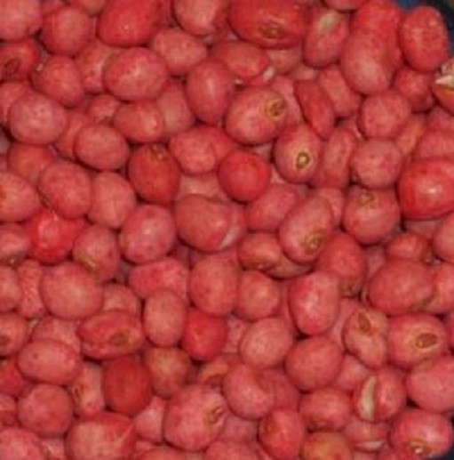 40 Treated Zipper Cream Cowpea Seed (Southern Pea) – Free Shipping