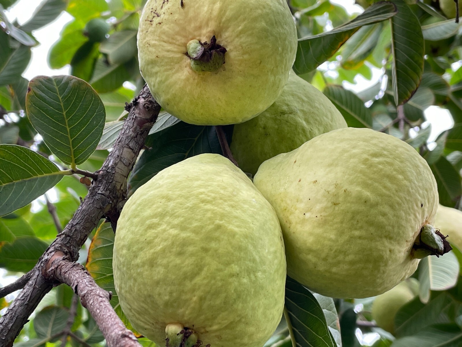 2 Rare Cream White Tropical Guava Fruit Tree Psidium Guajava Tree App 10-14″