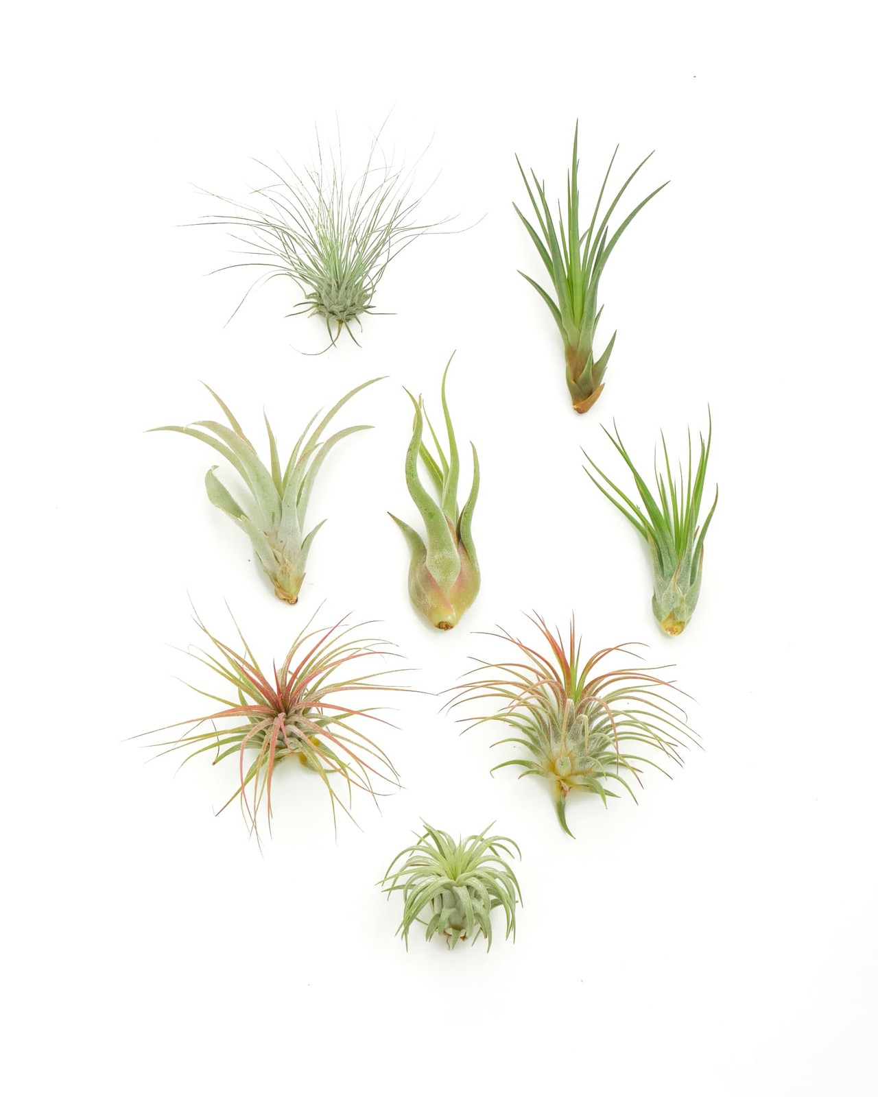 | Assorted Collection of Live Air Plants, Hand Selected Variety Pack of Air S…