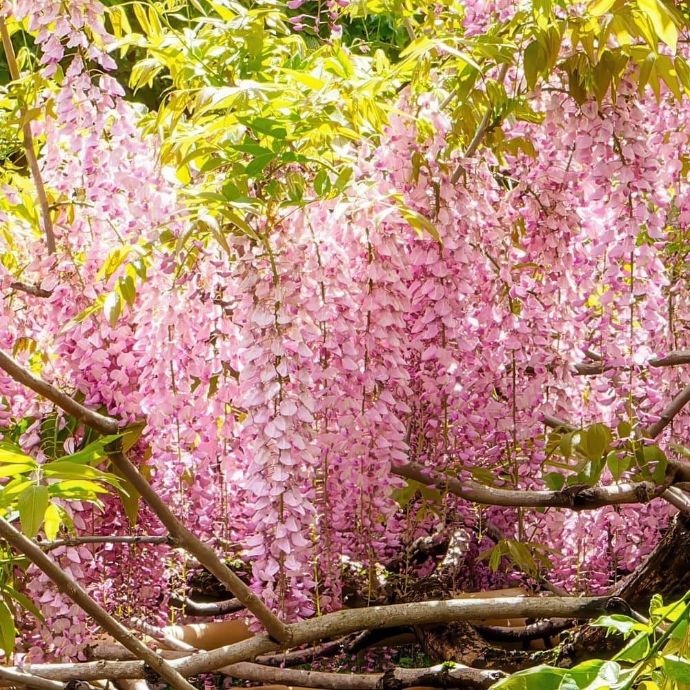 Wisteria floribunda ‘Rosea’ – Soft Pink Cascades with Sweet Spring Fragrance