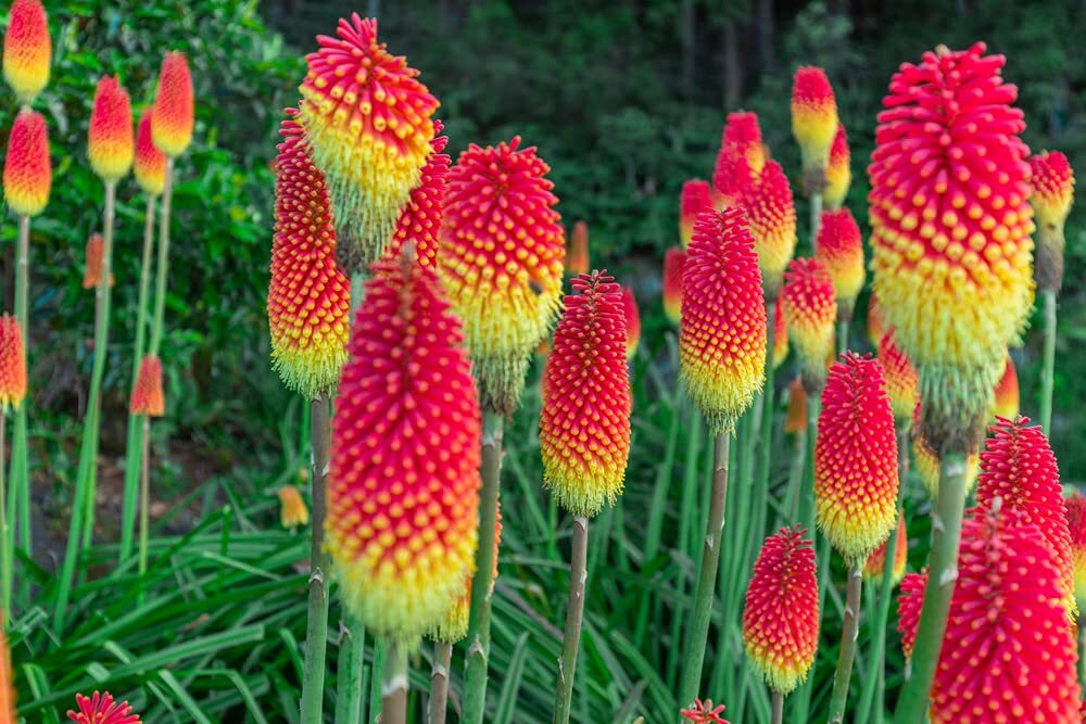 Torch Lily Flower Seeds – 50 Seeds – Red Poker Flower – Exotic Vibrant Red Bloom