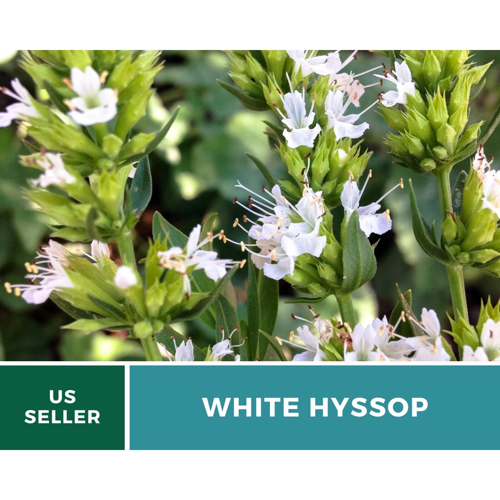 Hyssop, White – 50 Seeds – Culinary & Medicinal Herb (Hyssopus officinalis)