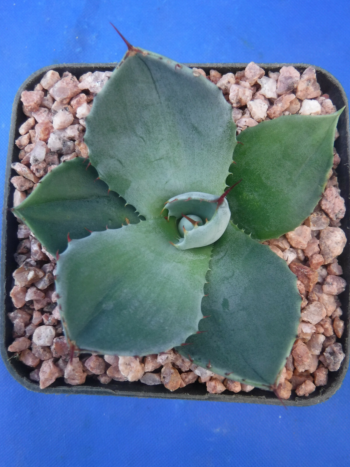 Agave parryi var. truncata Nice Starter Plants “Artichoke Agave” 2.5″-4″ Wide