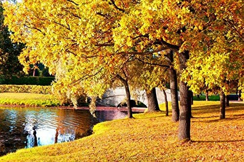 50 Sugar Maple Tree Seeds Grow Vibrant Yellow Fall Leaves Acer Saccharum