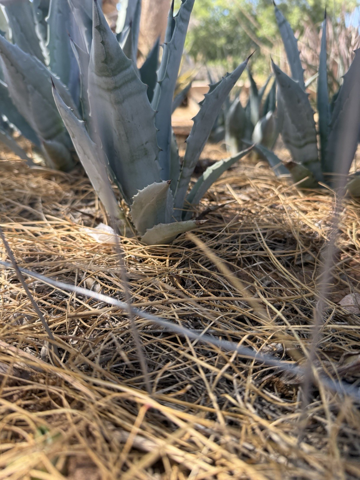 Agave Americana Blue Century Plant Pups 5-7+ Inches Tall Sold In Lots Of (3)Live