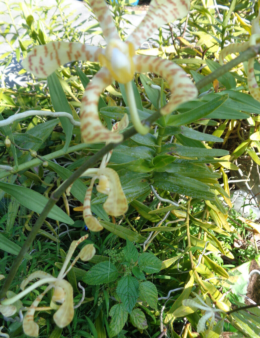 Scorpion Vanda Orchid Arachnis Maggie Yellow Ribbon 10″ – 12″ Cutting w/ Roots