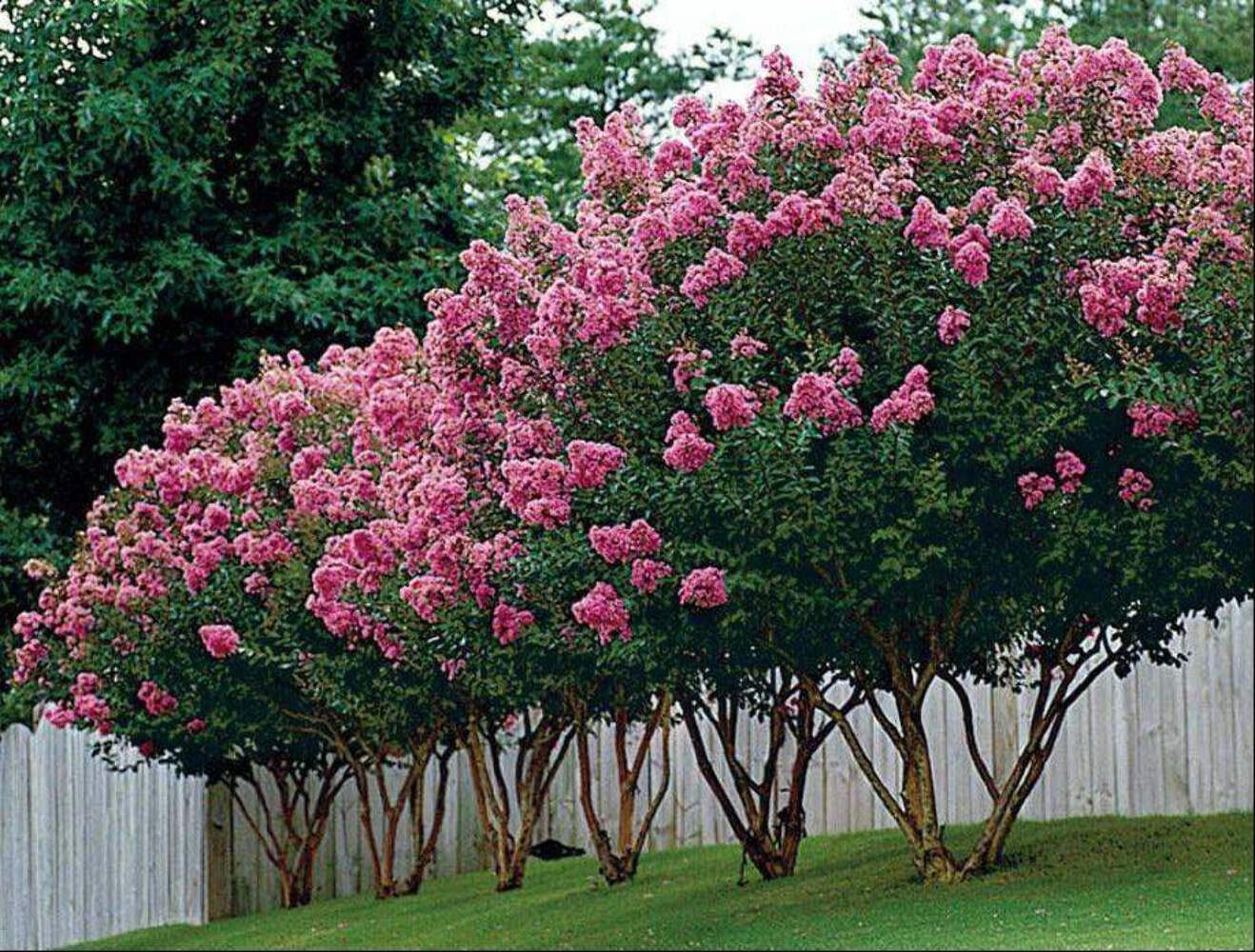 Hopi Crape Myrtle: Vibrant, Fragrant Blooms for Your Landscape, Pollinator Favor