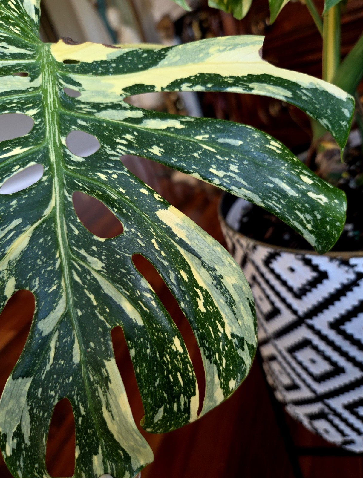 Rare XXL Monstera Thai Creme Brulee 30″ Tall Aroid Not Philodendron Anthurium